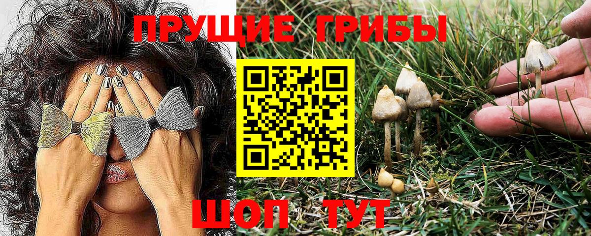 Псилоцибиновые грибы Psilocybine cubensis Похвистнево
